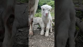 The bleating lamb just born Original video Lamb Cute pet Cute [upl. by Pratte]