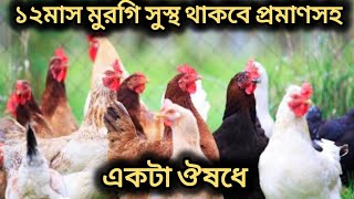 ১টা ঔষধে মুরগি সুস্থ রাখার সহজ উপায় ২০২৪। মুরগি একটাও মরবে না [upl. by Nagaek]