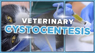 How to Perform a Cystocentesis on a Cat the RIGHT Way [upl. by Gilda]