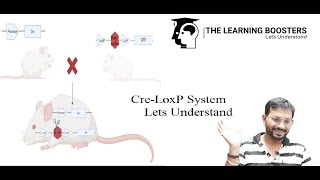 CreLox P system [upl. by Leary]