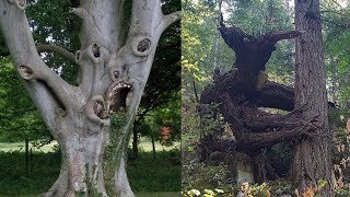 CREEPIEST Trees in the World [upl. by Dorahs]