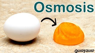 Eggs and Osmosis  A Fun Science Experiment [upl. by Ettelrac]