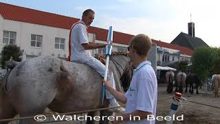 Ringrijden in Westkapelle op 26 08 2017 [upl. by Andriana]