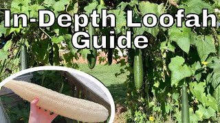 How to Grow Loofah Gourds InDepth Guide  How to Grow Loofahs Part 3 [upl. by Cohette]