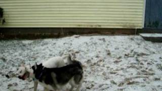 American Bulldog Vs Siberian Husky [upl. by Amehr343]