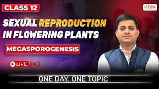 Megasporogenesis  Sexual Reproduction in Flowering Plants  class 12  Biology  One Day One Topic [upl. by Vassaux]