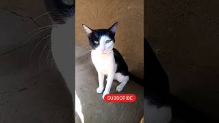 Black amp white Cat🤩funny Vidios [upl. by Ajnotal648]