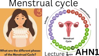 Menstrual cycle Chapter4 lecture2 AHN1 BSN 3rd semester kmu slides in pashto Reproductive system [upl. by Rumney]