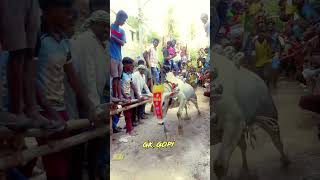 🫨🤬🥵🤩 bull lovestatus cow pethampatti love eruthukattu automobile eruthuvidumthiruvizha [upl. by Acemaj258]