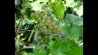 Uhudler und Weinsorten in der Steiermark Grape Varieties in Austria [upl. by Ocko848]