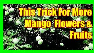 This Trick May Force Mango Tree To Fruit [upl. by Mcdowell]