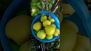 Pear Tree shorts fruit kyrgyztan [upl. by Llain957]