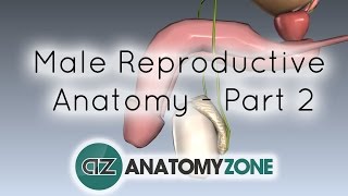 Introduction to Male Reproductive Anatomy  Part 2  Vas Deferens and Accessory Glands [upl. by Schwarz]