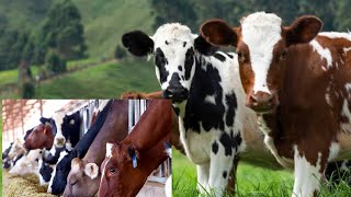 how to take care of cattles in free range system paddock and zero grazing [upl. by Yajeet]