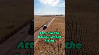 Atto 3 in the Golden Wheat Fields Kellerberrin WA 🌾🌾🌾 downunderevadventures [upl. by Asit]