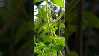 Tomato 🍅 gardenplants gardentrees farming nature tomato gardeningplants [upl. by Rheba]