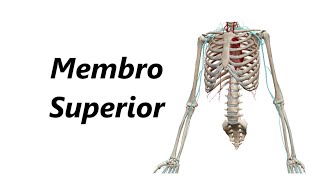 Anatomia das Artérias em 3D  Membro Superior [upl. by Maril]