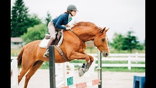 What Makes a Great Horse 5 years with Milo [upl. by Hakon]