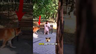 ¡Un perro héroe le salvó la vida a una mujer [upl. by Kimmie770]