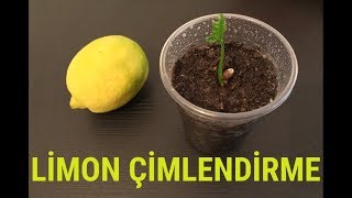 Limon Çekirdeği Çimlendirme [upl. by Allac]