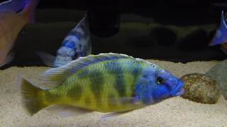 African Cichlids Update on my Venustus and Polleni [upl. by Nmutua]