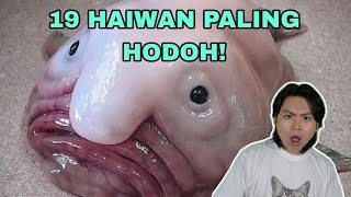 19 Haiwan Paling Hodoh Di Dunia [upl. by Capon324]