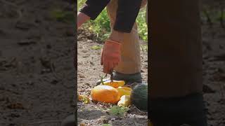 Harvesting Zucchini amp Squash [upl. by Bicknell]