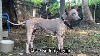 Jonangi  Kolleti jagilam Indian native Dog Breed [upl. by Garrek]