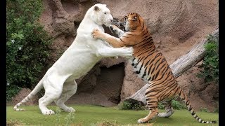 Tiger attack tiger  Animal fights  Rare white tiger vs tiger Easy fight [upl. by Fair]