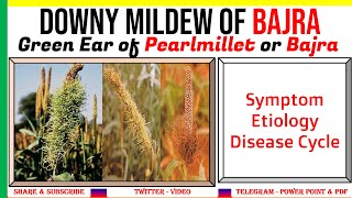 Green Ear or Downy Mildew of BajraPearlmillet Symptom Etiology Disease Cycle  PAC17 [upl. by Naivat]