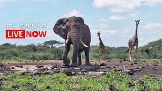 ol Donyo Lodge  Wildlife Live Stream – Kenya [upl. by Maidy]