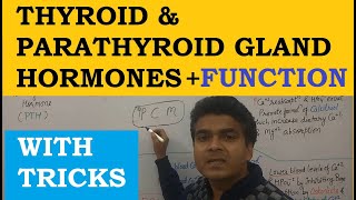 Thyroid Hormone Function  Thyroid Hormone Hindi  Parathyroid Hormone Function  Endocrine System [upl. by Nimesay]