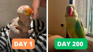 Impressive Growth of Alexandrine Baby Parrot from Day 1 to Day 200  Mithu Vlog  Pet birds [upl. by Batchelor]