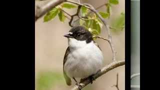 Голоса птицМухоловкапеструшка Muscicapa hypoleuca [upl. by Elliven106]