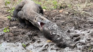 Incredible Komodo Dragon Swallowed Wild Boar Starting From Its Head [upl. by Aydin]