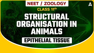 STRUCTURAL ORGANISATION IN ANIMALS CLASS 11  EPITHELIAL TISSUE  NEET SANJEEVANI BATCH  BY SANKALP [upl. by Yhtak]