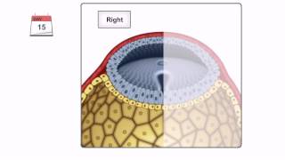 General Embryology  Detailed Animation On Gastrulation [upl. by Padriac]