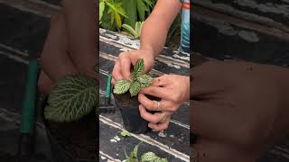 Amazing how to plant fittonia houseplants [upl. by Sup]