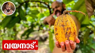 COCOA FRUITCOFEEWAYANADULIFE STYLE VLOGKERALAFAMILY VLOGLIFE IN KERALA [upl. by Ardnuat]