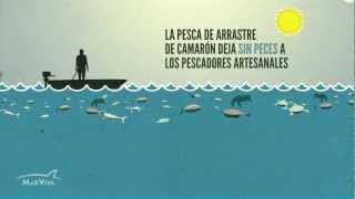 Detengamos la pesca de arrastre camarón MarViva [upl. by Us175]