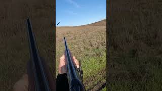 Pair of chukars chukarhunting pointer hunting hunters birdhunting birddog uplandhunting [upl. by Anyalram]