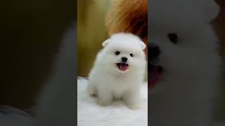 Super cute moments of teacup dogs  pomeranian puppies 1 [upl. by Elocim]