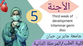 الأجنة المحاضرة الخامسةThird week of development trilaminar germ disk [upl. by Maag]