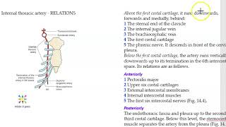 Anatomy Thorax 243 internal thoracic artery relations [upl. by Elvah]