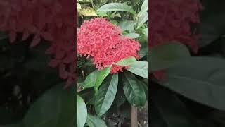 Beautiful flowers music guitar instrumental india gardening plants short viralshorts [upl. by Adnohrahs]