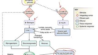 Lec10 Endocrinology Slide 172191 [upl. by Waldos326]