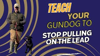 Teach Your Gundog To Stop Pulling On The Lead [upl. by Annatsirhc]