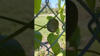 Immature air potato dioscoria bulbifera [upl. by Rempe]