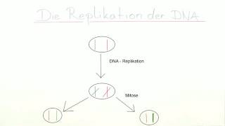 REPLIKATION DER DNA  Biologie  Genetik und Entwicklungsbiologie [upl. by Yekcaj]