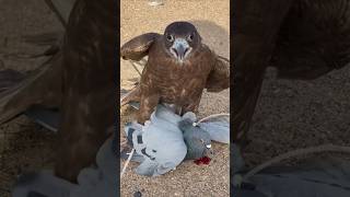 Peregrine falcon attack  trending facts shortsfeed shorts viralvideos falcon peregrinefalcon [upl. by Eilyah103]